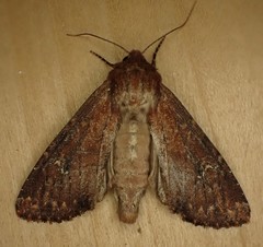 Apamea scoparia