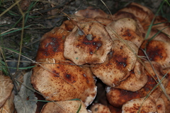 Gymnopus fusipes