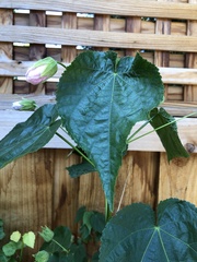 Abutilon hybridum