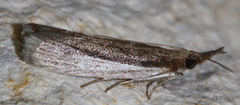 Tampa dimediatella