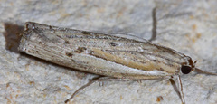 Fissicrambus quadrinotellus