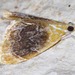Black-patched Glaphyria Moth - Photo (c) Diana-Terry Hibbitts, some rights reserved (CC BY-NC), uploaded by Diana-Terry Hibbitts