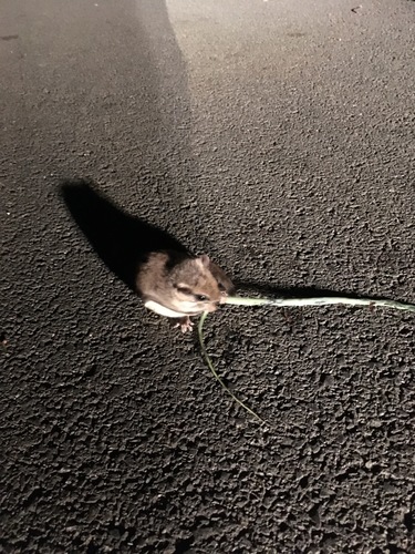 Southern Flying Squirrel photographed in Tennessee