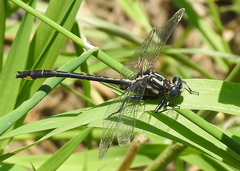 Phanogomphus quadricolor