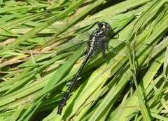 Phanogomphus quadricolor
