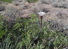 Peniocereus greggii greggii