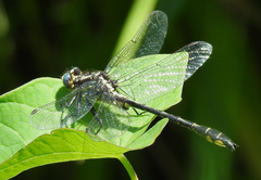 Phanogomphus quadricolor