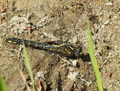 Phanogomphus quadricolor