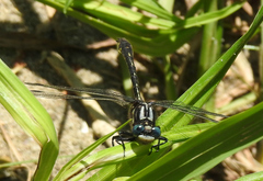Phanogomphus quadricolor