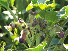 Proboscidea louisianica fragrans