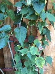 Abutilon hybridum