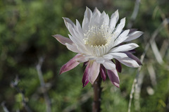 Peniocereus greggii greggii