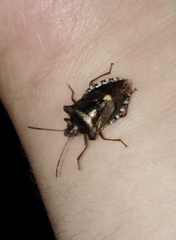 Pentatoma rufipes