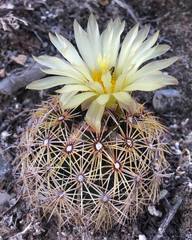 Coryphantha delicata
