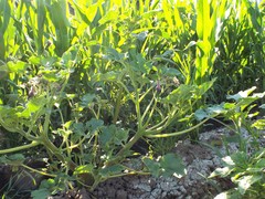 Proboscidea louisianica fragrans