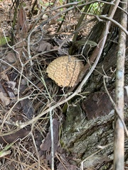 Boletellus ananas image