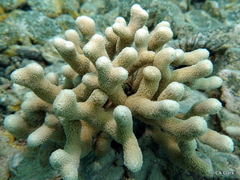 Porites divaricata
