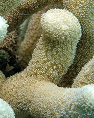 Porites divaricata