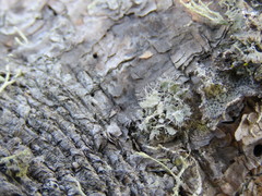 Heterodermia namaquana