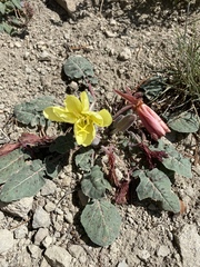 Oenothera xylocarpa