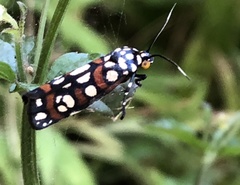 Cydosia curvinella
