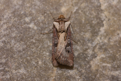 Agrotis volubilis