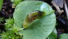 Corybas diemenicus