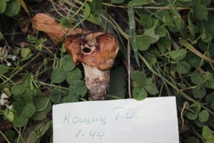 Fungi