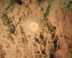 Paracyathus stearnsii