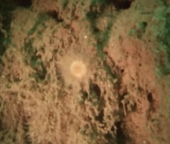 Paracyathus stearnsii