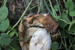 Fungi