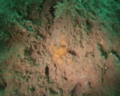 Distaplia occidentalis