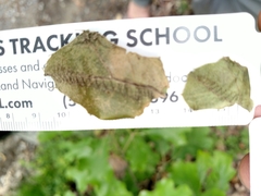 Attelabidae