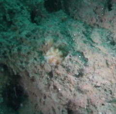 Distaplia occidentalis