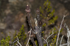 Peniocereus greggii greggii