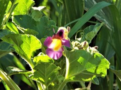 Proboscidea louisianica fragrans