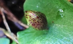 Corybas diemenicus