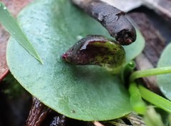 Corybas diemenicus