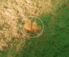 Distaplia occidentalis