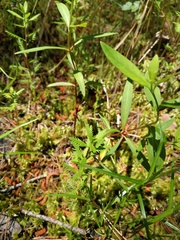 Proserpinaca pectinata