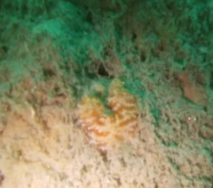 Distaplia occidentalis