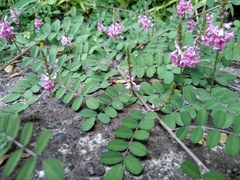 Indigofera pseudotinctoria