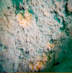 Distaplia occidentalis