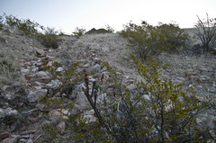 Peniocereus greggii greggii