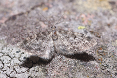 Eupithecia lariciata