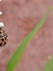 Paranaemia vittigera