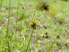 Carex bonariensis
