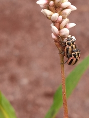 Paranaemia vittigera