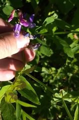 Lathyrus polyphyllus