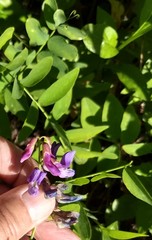 Lathyrus polyphyllus